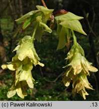 Corylopsis sinensis var. calvescens (leszczynowiec chiński odm. calvescens)