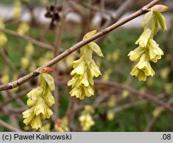 Corylopsis sinensis var. calvescens (leszczynowiec chiński odm. calvescens)