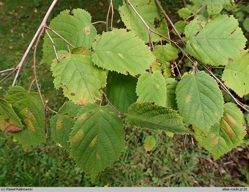 Corylus americana (leszczyna amerykańska)