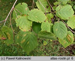 Corylus americana (leszczyna amerykańska)