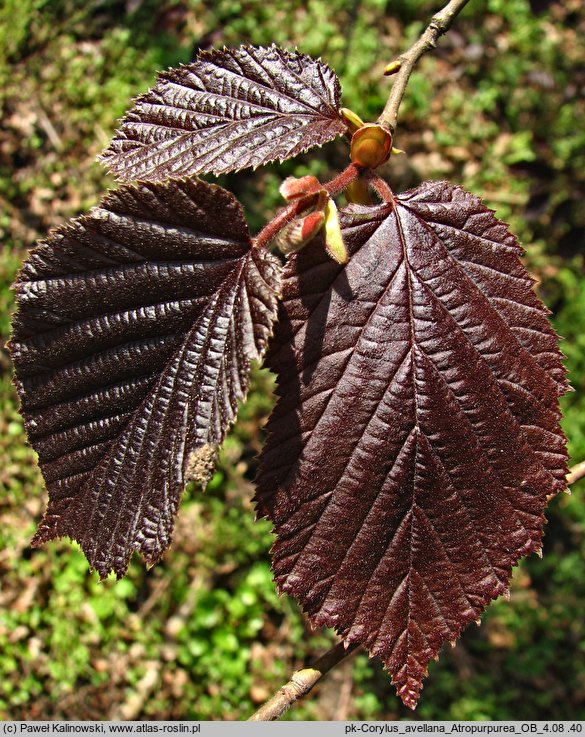 Corylus avellana Atropurpurea