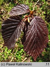 Corylus avellana Atropurpurea