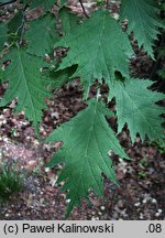 Corylus avellana Heterophylla