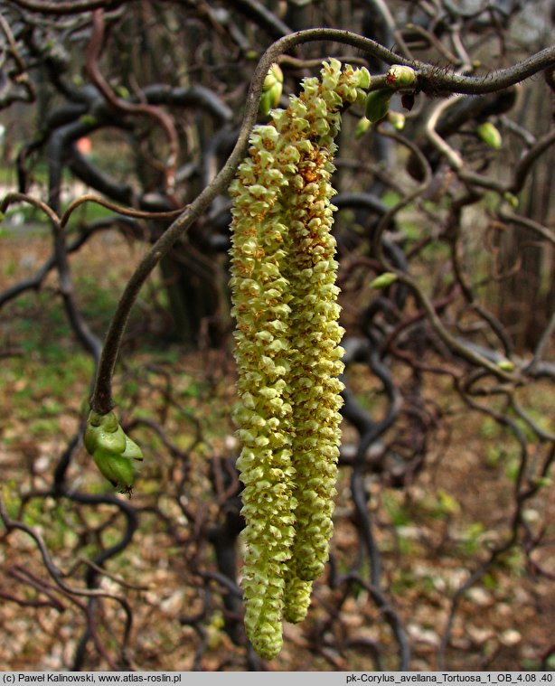 Corylus avellana Tortuosa