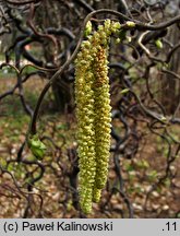 Corylus avellana Tortuosa