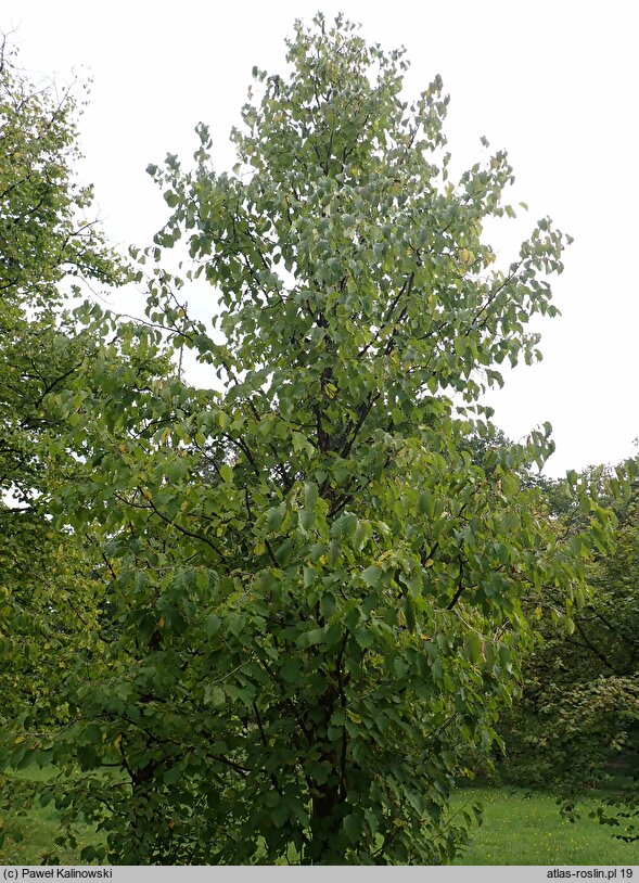 Corylus colchica