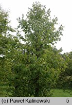 Corylus colchica