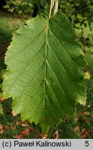 Corylus colchica