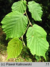 Corylus sieboldiana (leszczyna Siebolda)