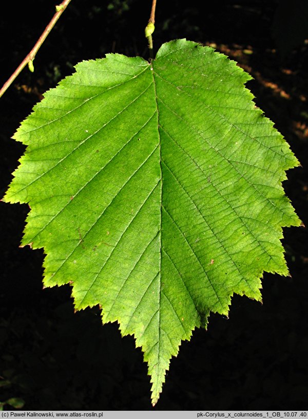 Corylus ×colurnoides (leszczyna pośrednia)