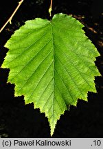 Corylus ×colurnoides (leszczyna pośrednia)