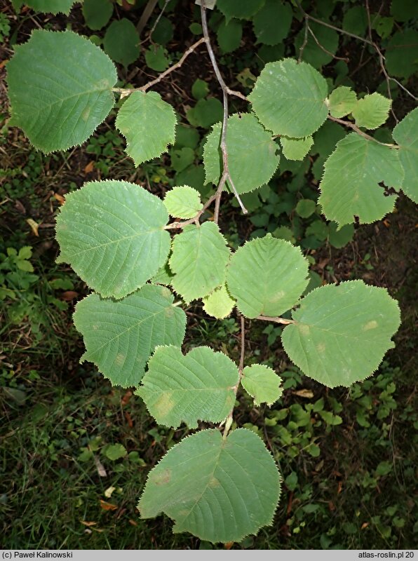 Corylus yunnanensis (leszczyna yunnan)