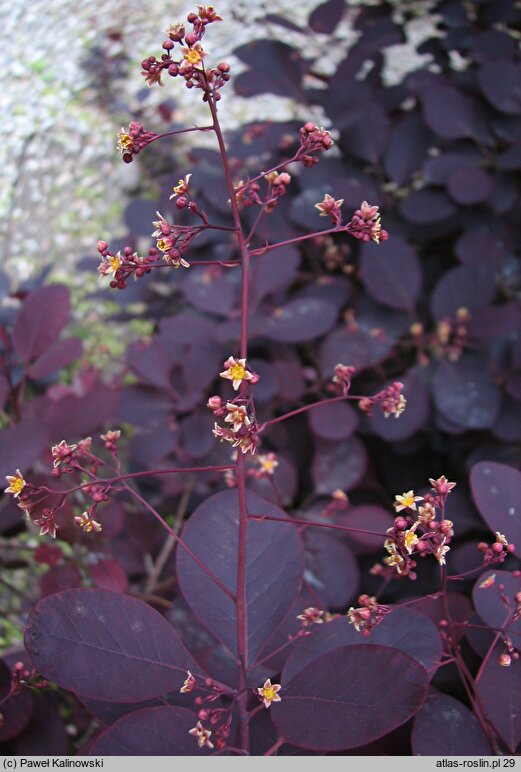 Cotinus coggygria Royal Purple