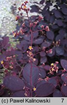 Cotinus coggygria Royal Purple