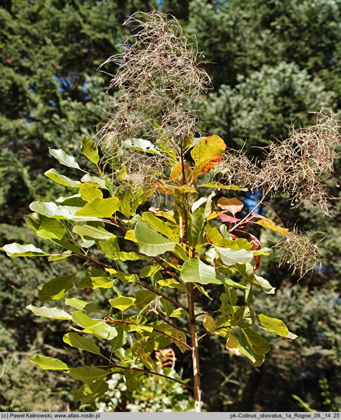 Cotinus obovatus (perukowiec amerykański)