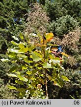 Cotinus obovatus (perukowiec amerykański)