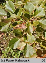 Cotinus obovatus (perukowiec amerykański)