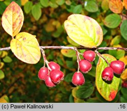 Cotoneaster acutifolius (irga ostrolistna)