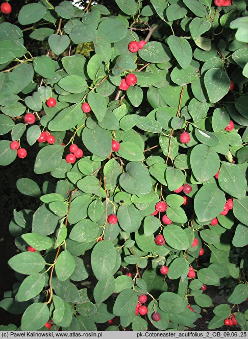 Cotoneaster acutifolius (irga ostrolistna)