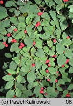 Cotoneaster acutifolius (irga ostrolistna)