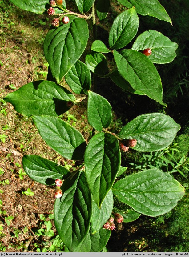 Cotoneaster ambiguus