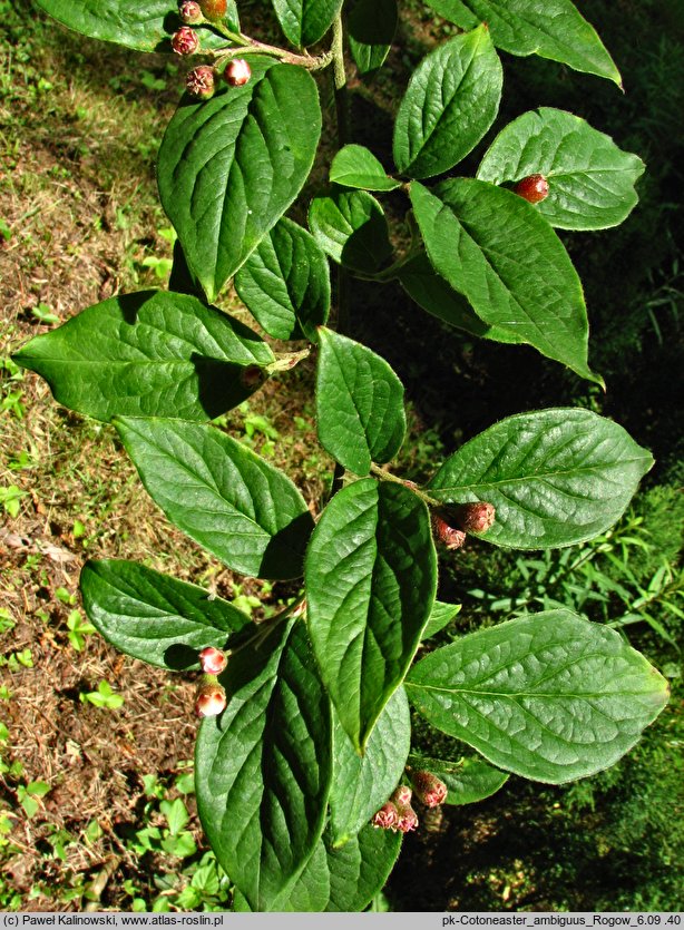 Cotoneaster ambiguus