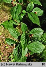 Cotoneaster ambiguus