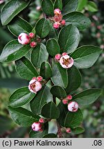 Cotoneaster pannosus