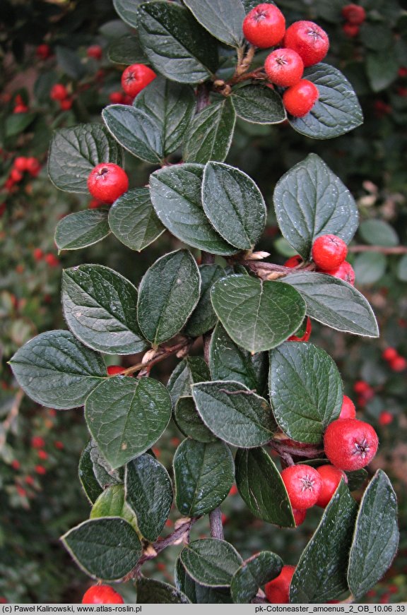 Cotoneaster pannosus