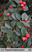 Cotoneaster pannosus