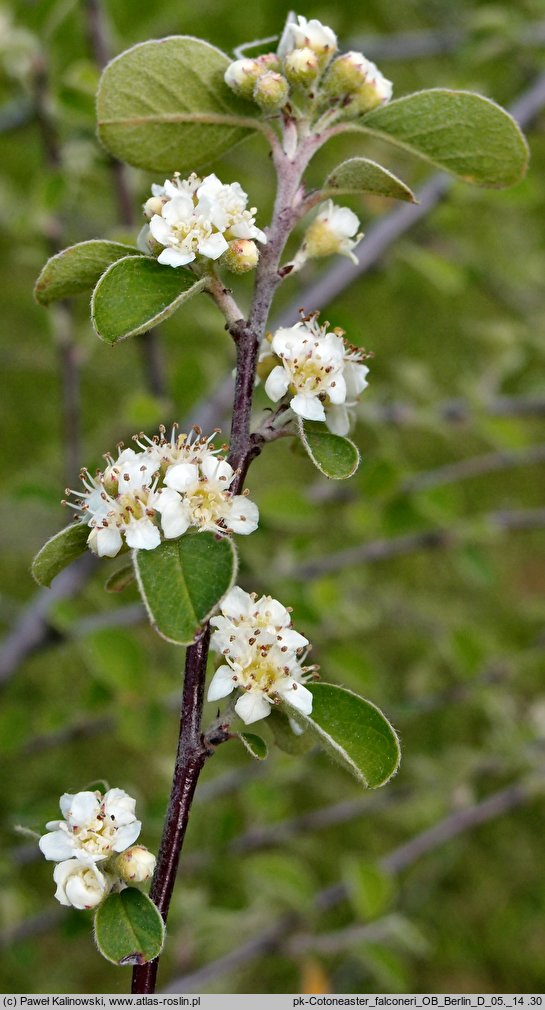 Cotoneaster nummularius (irga kreteńska)