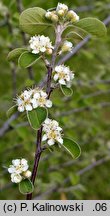 Cotoneaster nummularius (irga kreteńska)
