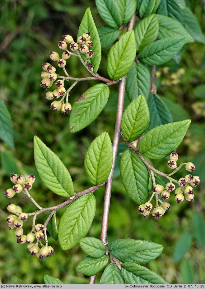 Cotoneaster floccosus