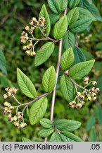 Cotoneaster floccosus