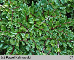 Cotoneaster glabratus