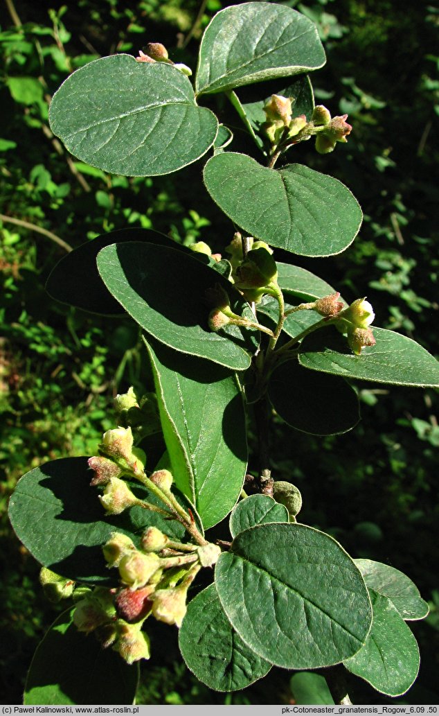 Cotoneaster granatensis