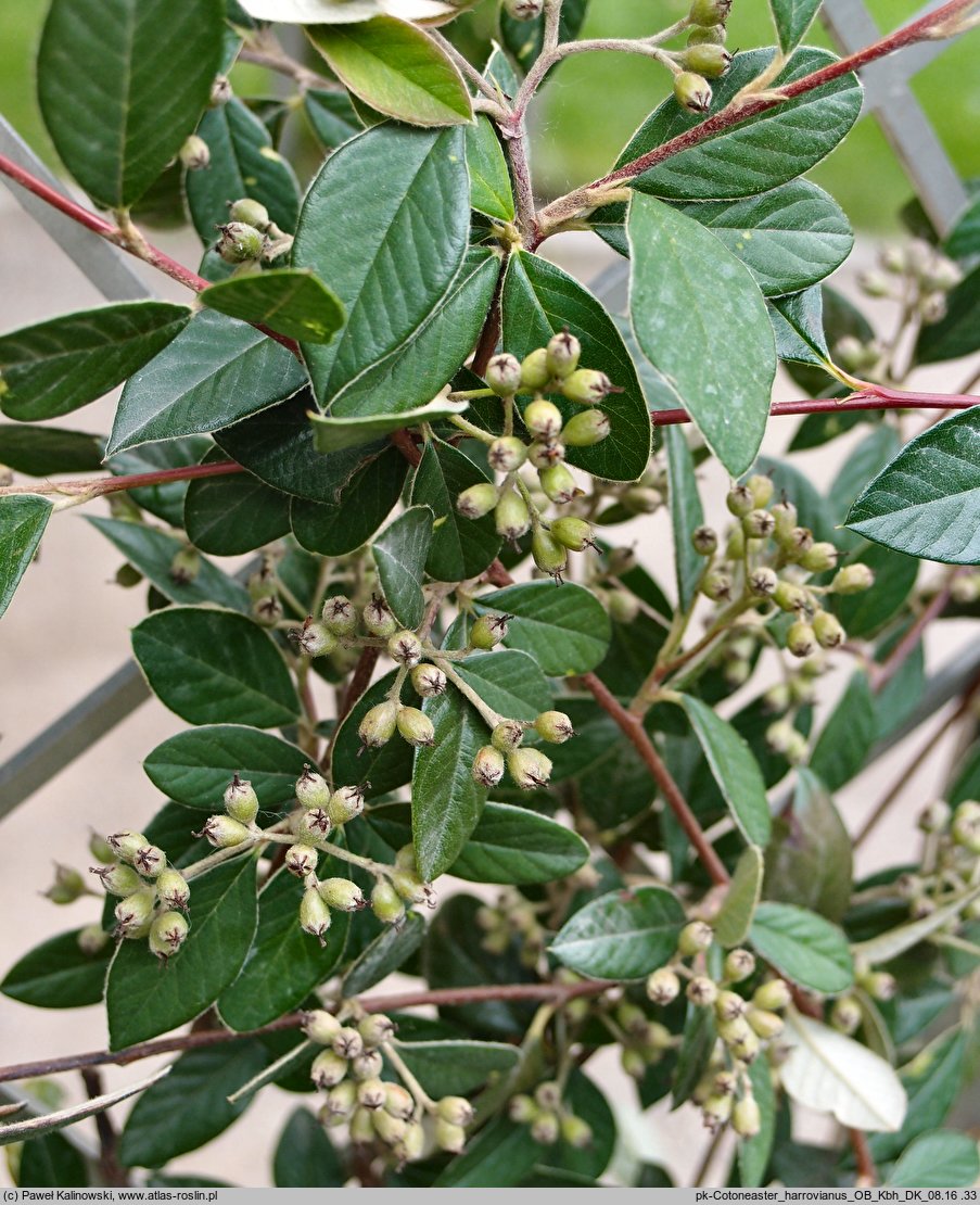 Cotoneaster harrovianus