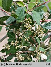 Cotoneaster harrovianus