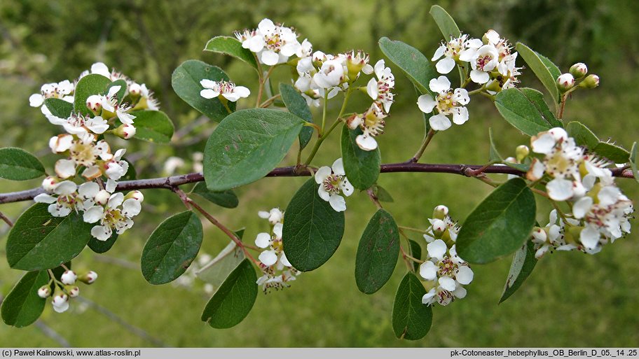 Cotoneaster hebephyllus