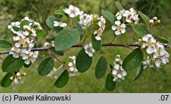 Cotoneaster hebephyllus