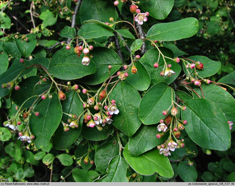 Cotoneaster ignavus (irga opieszała)