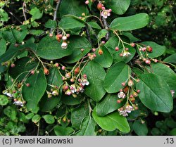 Cotoneaster ignavus (irga opieszała)