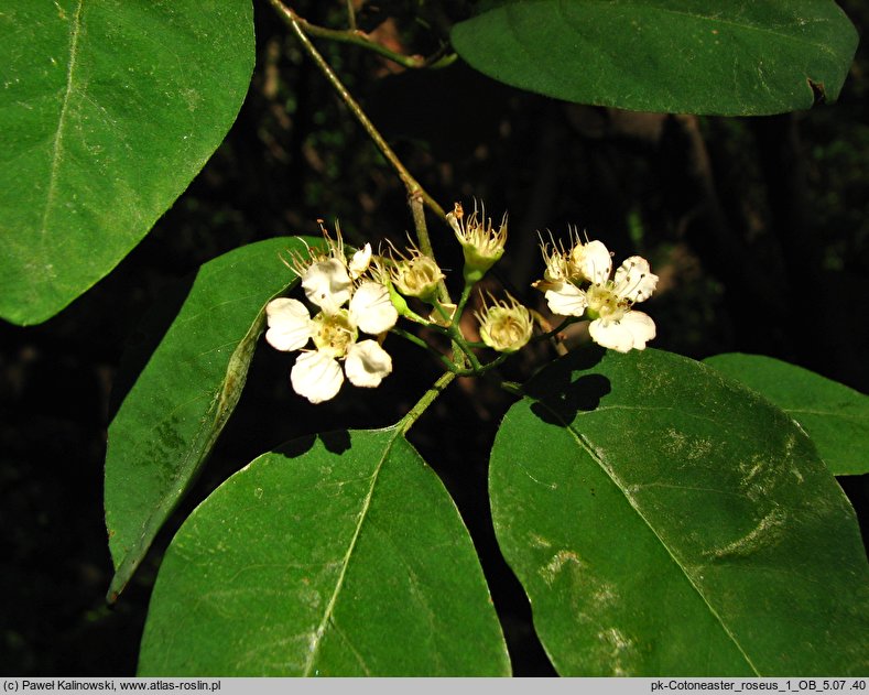 Cotoneaster roseus (irga różowa)