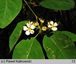 Cotoneaster roseus (irga różowa)