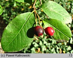 Cotoneaster roseus (irga różowa)