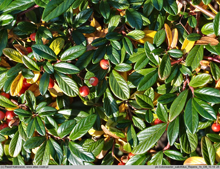 Cotoneaster salicifolius Repens