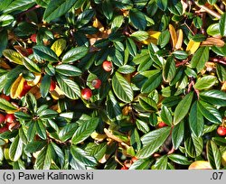 Cotoneaster salicifolius Repens