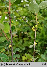 Cotoneaster integerrimus (irga pospolita)