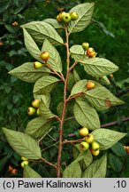 Cotoneaster dielsianus (irga Dielsa)