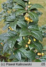 Cotoneaster dielsianus (irga Dielsa)